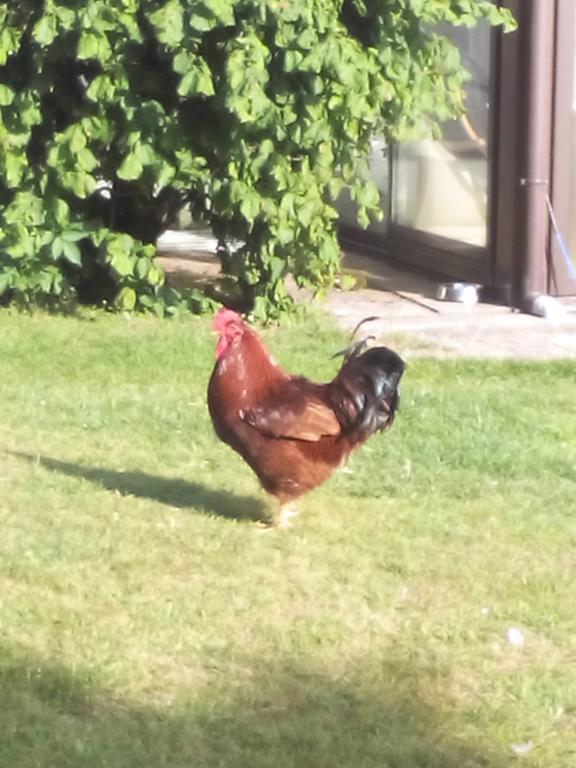 Ferme Auberge A La Colline Ferdrupt Kültér fotó