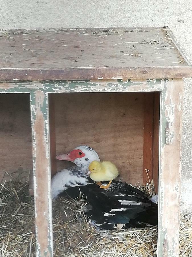 Ferme Auberge A La Colline Ferdrupt Kültér fotó